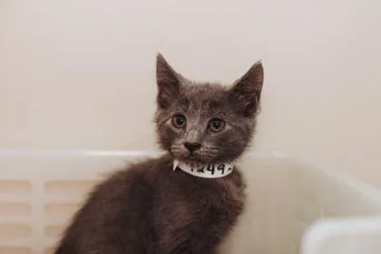 A baby small-sized male Domestic Short Hair cat named a WinterPetSmart West Ashley for adoption in North Charleston, SC