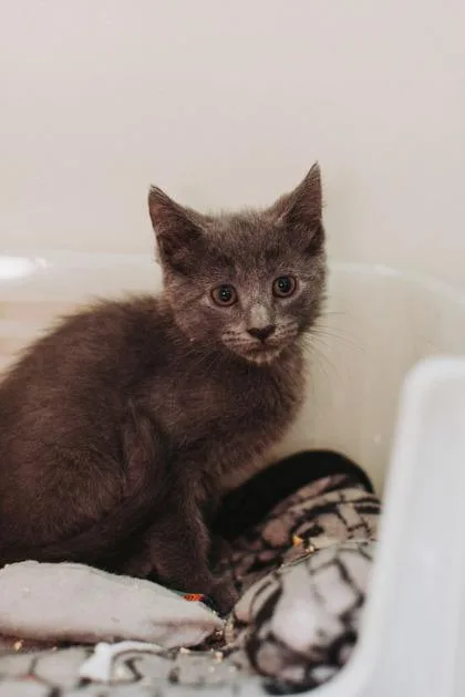 a WinterPetSmart West Ashley thumbnail 2