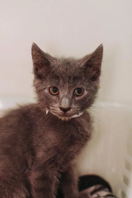 a WinterPetSmart West Ashley thumbnail 3