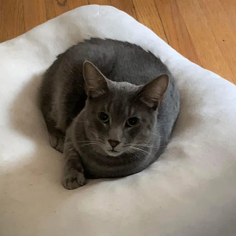 Toulouse thumbnail 2