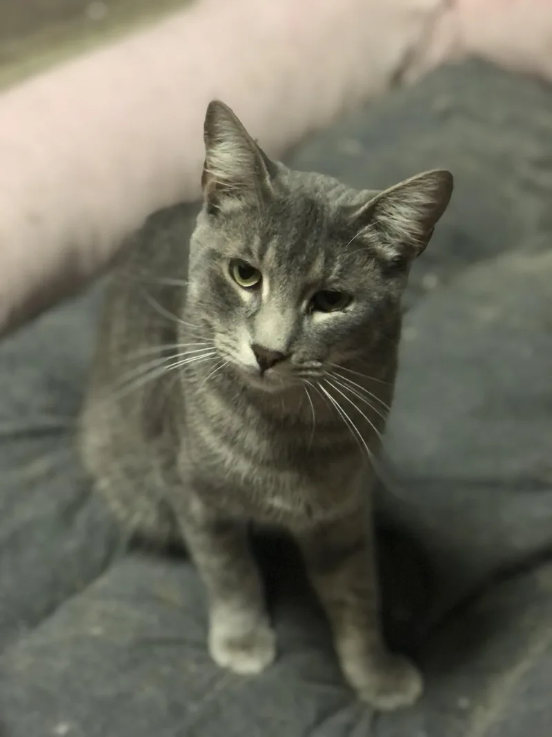 Toulouse thumbnail 3