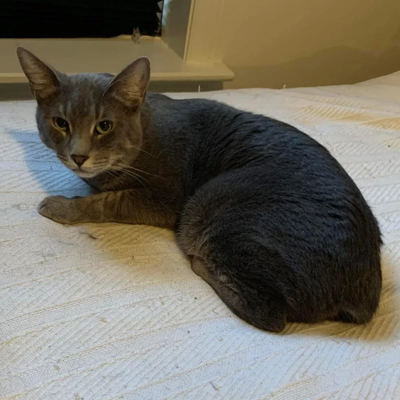 Toulouse thumbnail 5