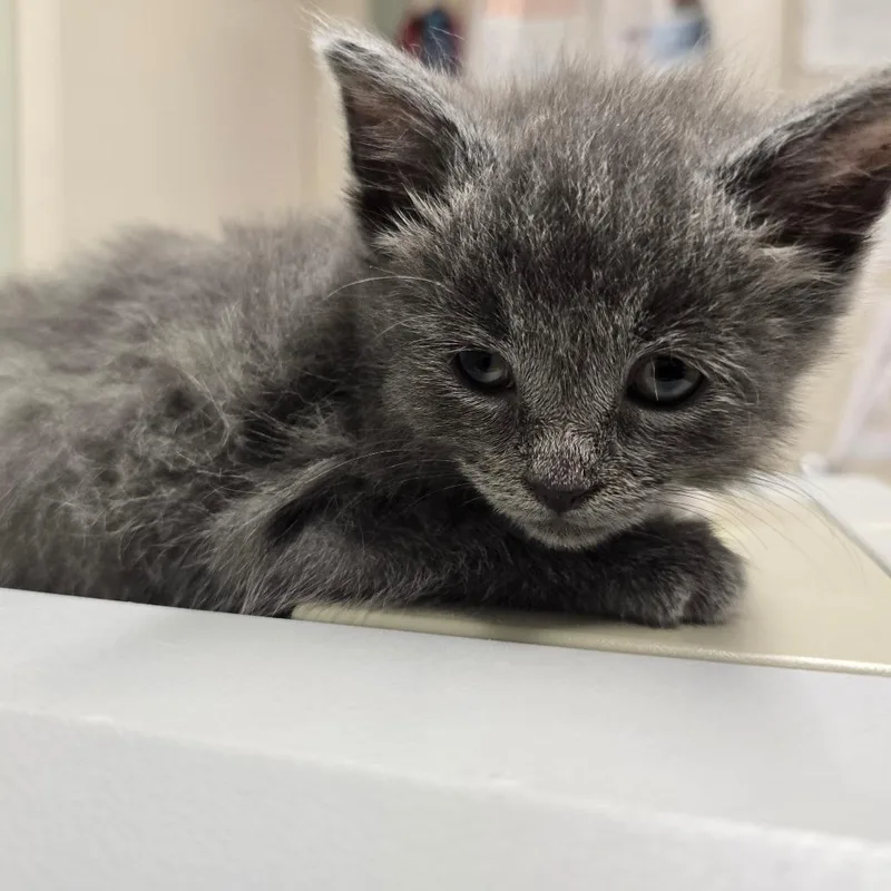 A baby small-sized female Gray / Blue / Silver Domestic Short Hair cat named Pop_Max for adoption in Waldorf, MD