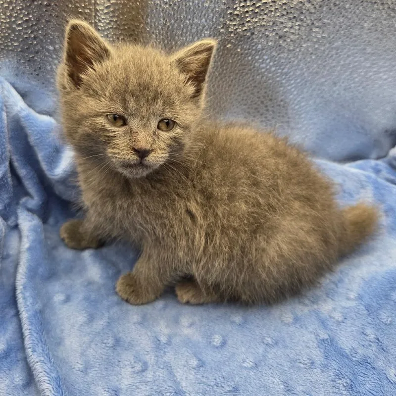 Pop_Max thumbnail 5