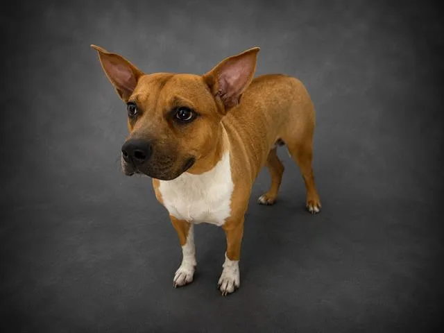A young medium-sized female Carolina Dog dog named Harley for adoption in Winter Haven, FL