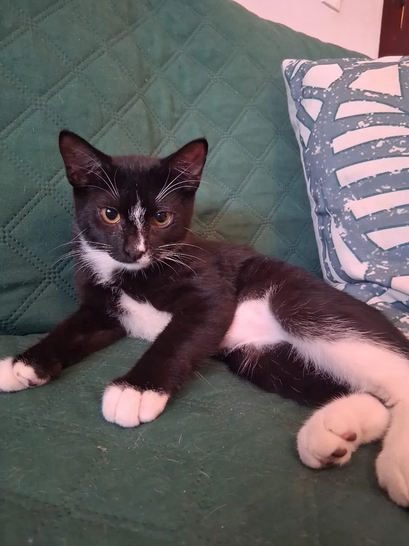 A baby medium-sized female Black & White / Tuxedo Domestic Short Hair cat named Avril for adoption in Franklin, MA