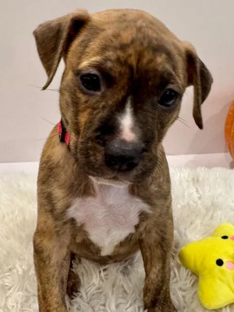 A baby medium-sized female Brindle Plott Hound dog named Nova Starstruck for adoption in Andover, MA