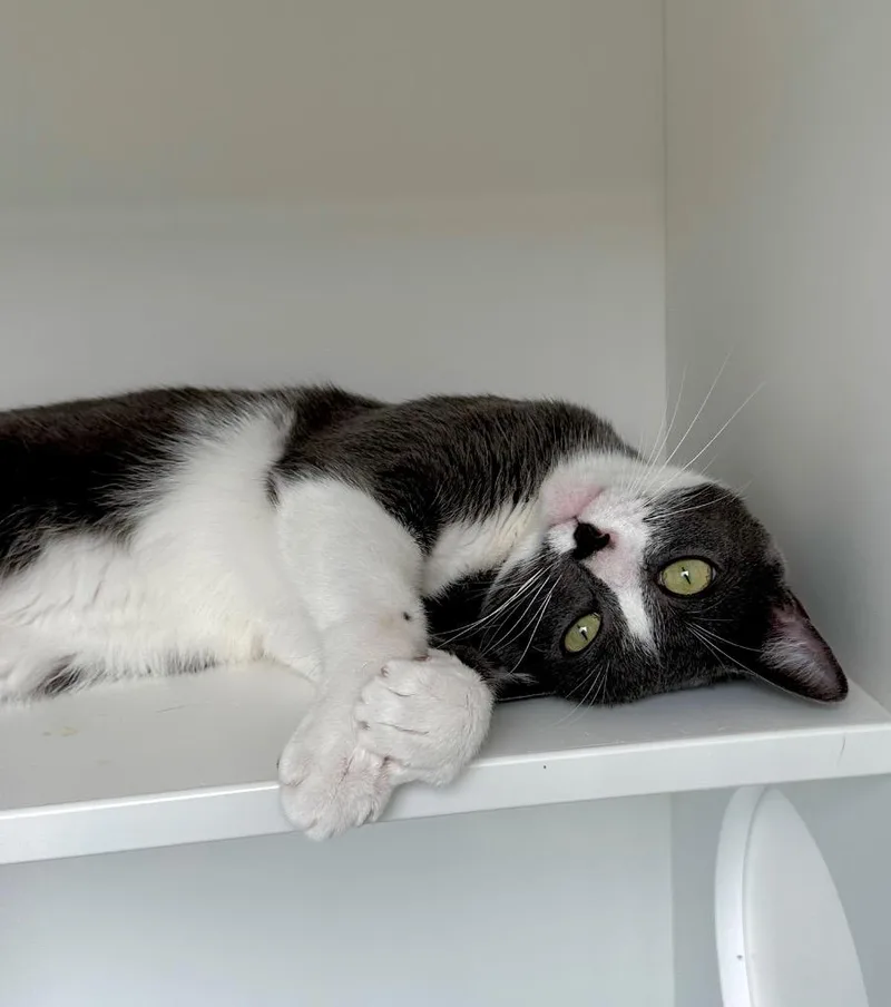 A young medium-sized male Domestic Short Hair cat named Ezra for adoption in New Orleans, LA