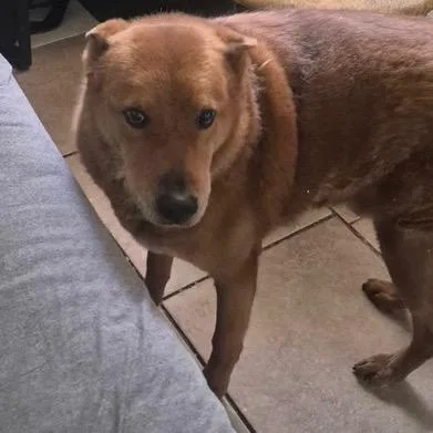 A senior large-sized male Red / Chestnut / Orange German Shepherd Dog dog named Red for adoption in Las Vegas, NV