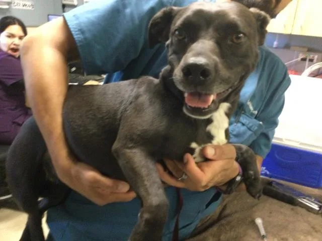 An adult medium-sized female Chihuahua dog named Joei for adoption in Riverside, CA