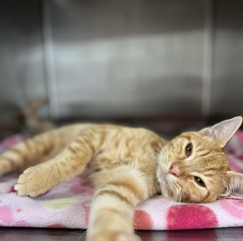 A young medium-sized male Domestic Short Hair cat named Dash for adoption in Hilton Head Island, SC