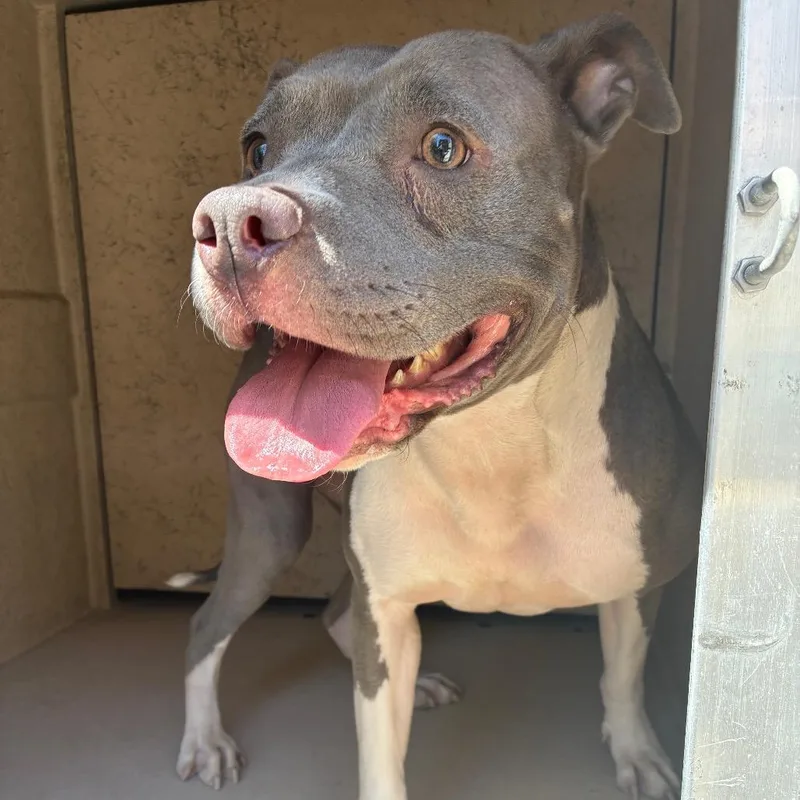 Stray Graywhite Pit Bull