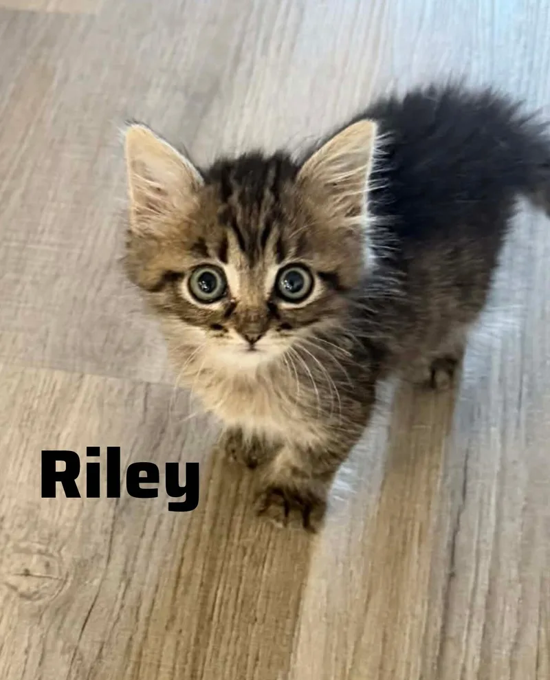 Riley