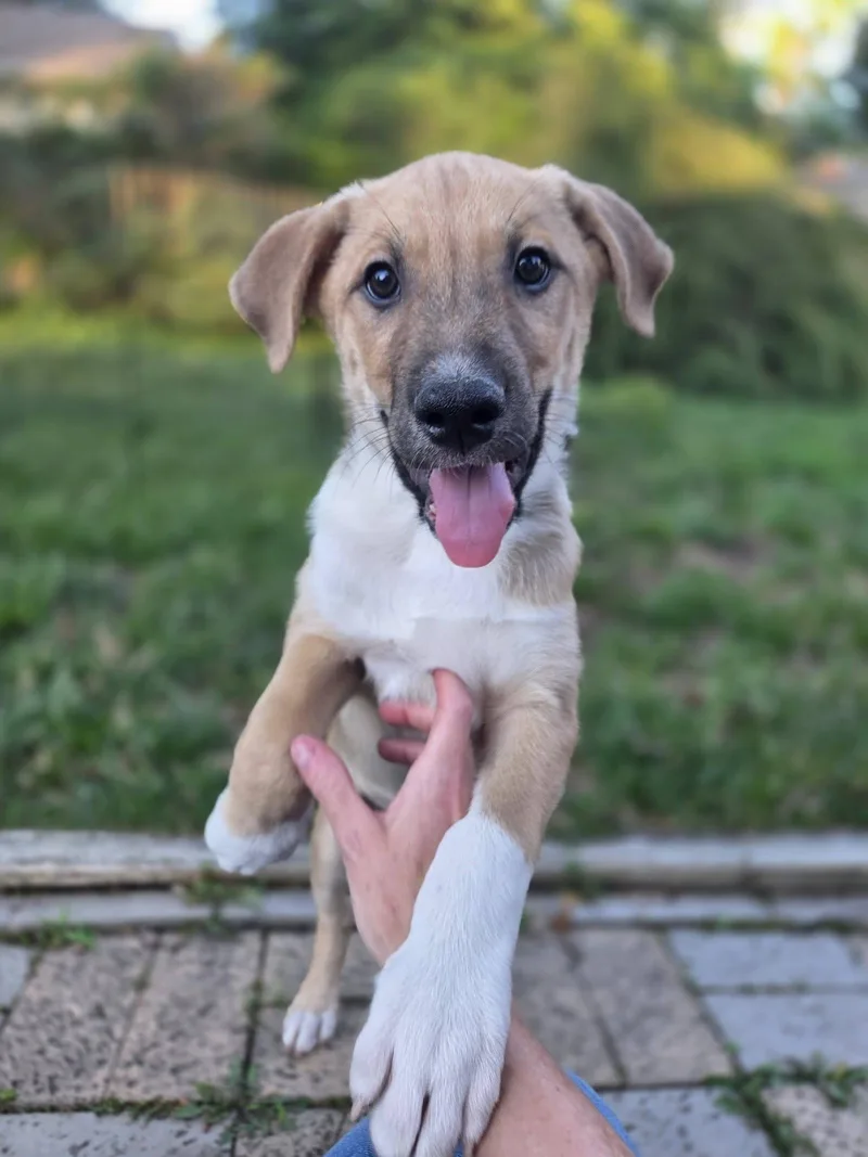 A baby large-sized male Yellow / Tan / Blond / Fawn Anatolian Shepherd dog named Hudson for adoption in Lincoln, NE