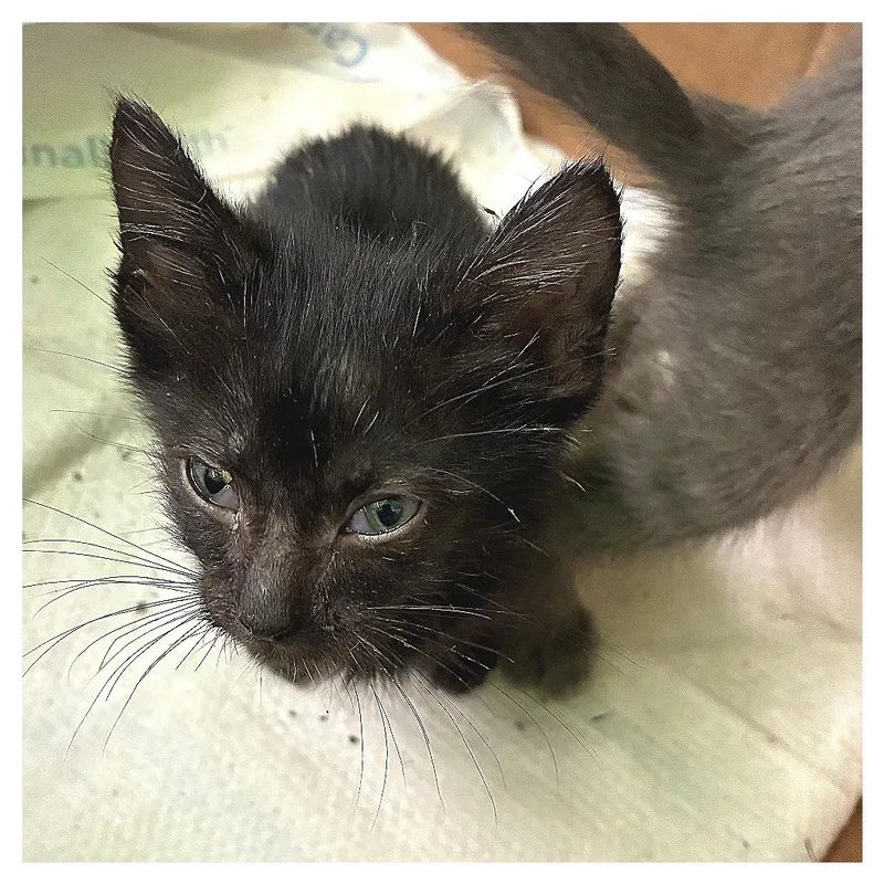 A baby small-sized female Black Domestic Short Hair cat named Purple Collar for adoption in Los Angeles, CA
