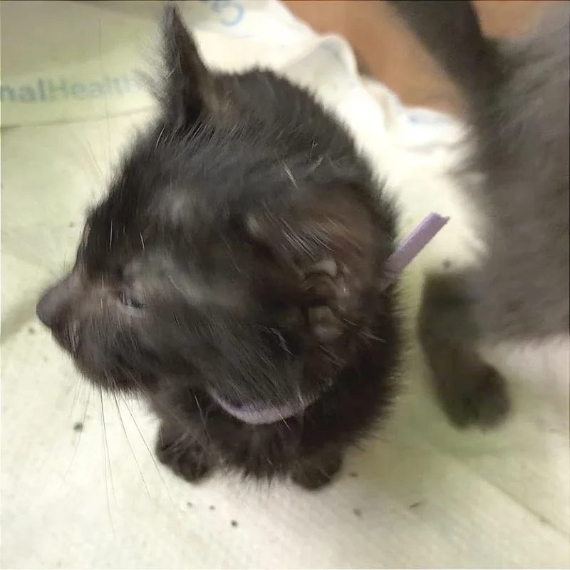 Purple Collar thumbnail 2