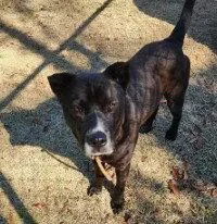 An adult large-sized male Pit Bull Terrier dog named Papa for adoption in Tavares, FL