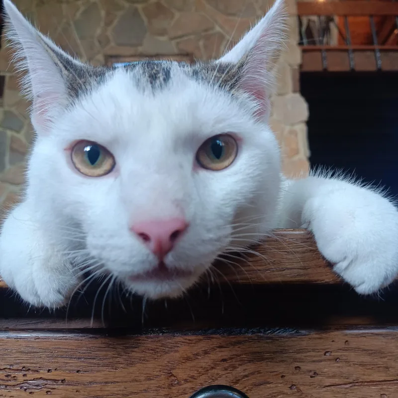 A baby small-sized male Tabby (Gray / Blue / Silver) Domestic Short Hair cat named Michael for adoption in Woodbury, NJ