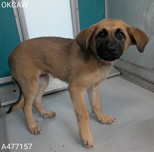 A baby small-sized female German Shepherd Dog dog named A for adoption in Oklahoma City, OK