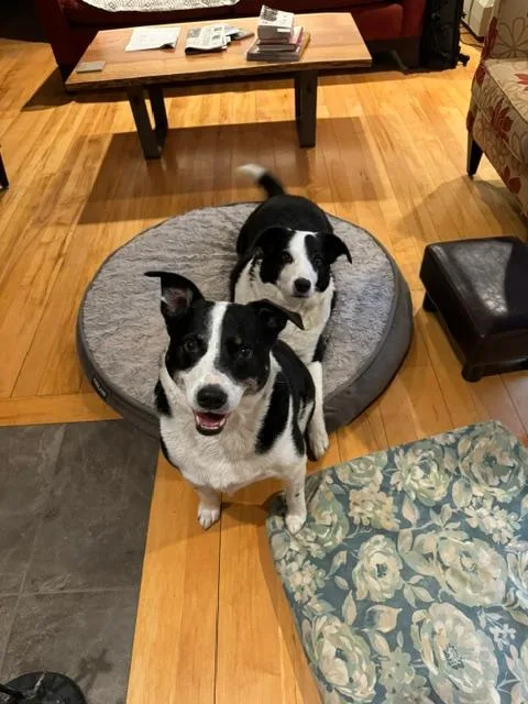 URGENT Beau and Buddy