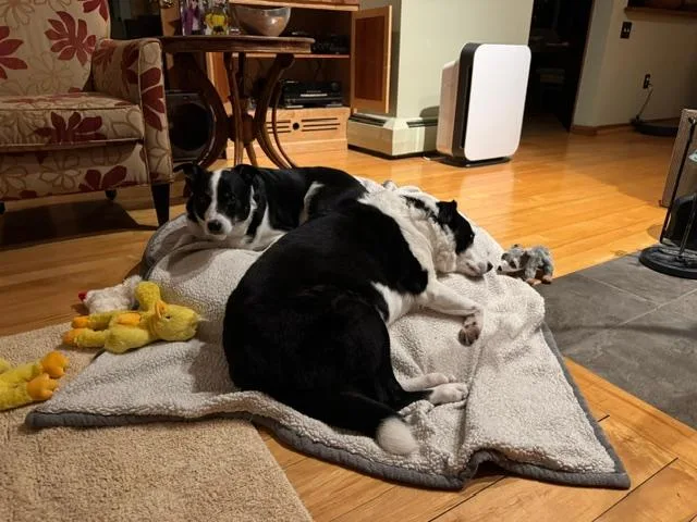 URGENT Beau and Buddy thumbnail 2