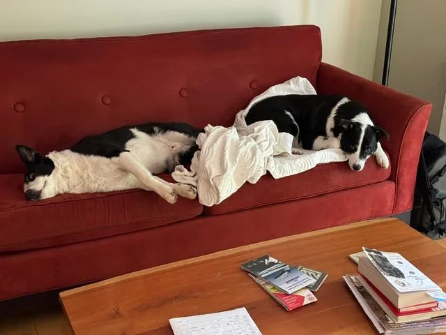 URGENT Beau and Buddy thumbnail 3