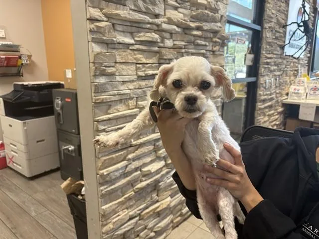 A senior small-sized male Shih Tzu dog named Lucky for adoption in Garland, TX