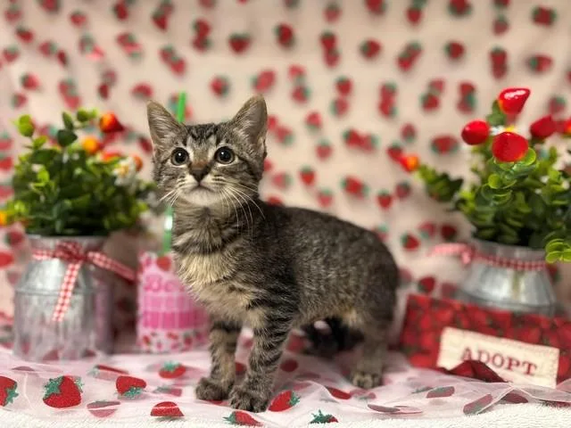 A baby small-sized female Domestic Medium Hair cat named Dolly for adoption in Fairfield, CA