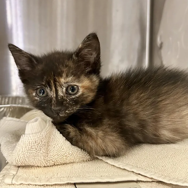 A baby small-sized female Tortoiseshell Domestic Short Hair cat named Sparkle for adoption in San Gabriel, CA