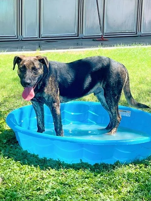 A young medium-sized male Shepherd dog named Bronco for adoption in Thousand Palms, CA