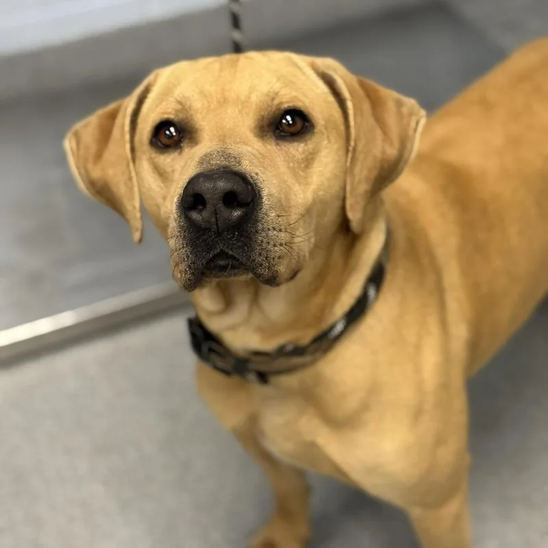 An adult large-sized male Yellow / Tan / Blond / Fawn Labrador Retriever dog named Brooks for adoption in Martinsville, VA