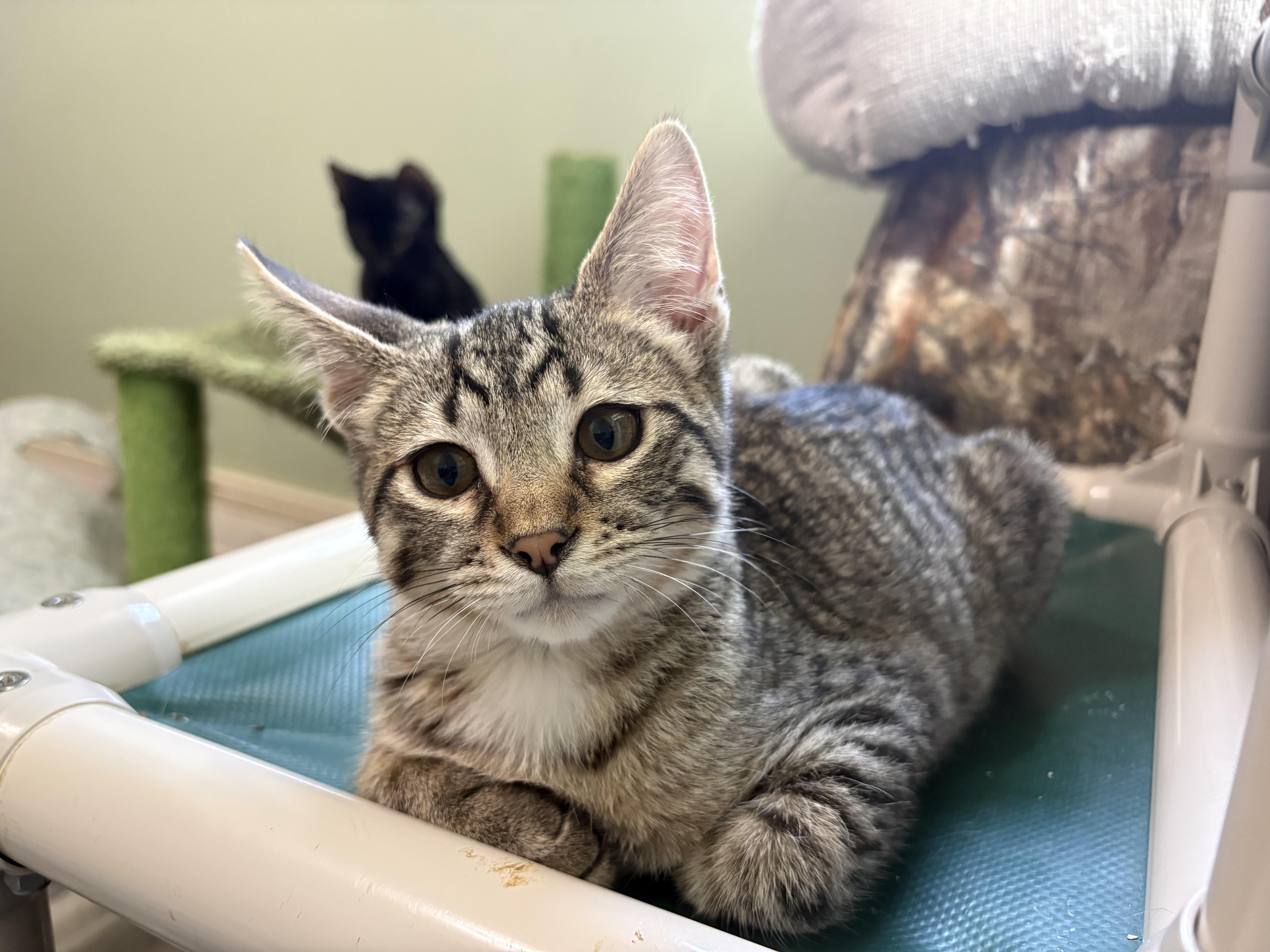 A young large-sized male Tabby (Buff / Tan / Fawn) Domestic Short Hair cat named Hyatt for adoption in Geneseo, IL