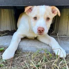 A baby small-sized male White / Cream Mixed Breed dog named Guffy for adoption in Fredericksburg, VA