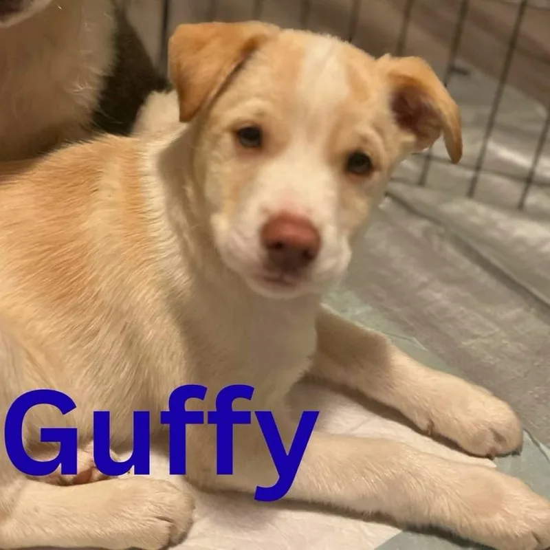 Guffy thumbnail 2
