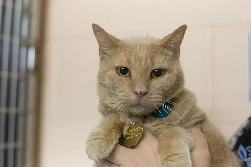 An adult large-sized female Orange / Red Domestic Short Hair cat named September for adoption in Mountain Home, AR
