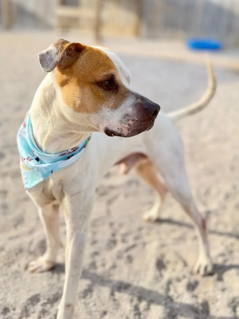 A young medium-sized male Mixed Breed dog named Potter for adoption in Muskegon, MI