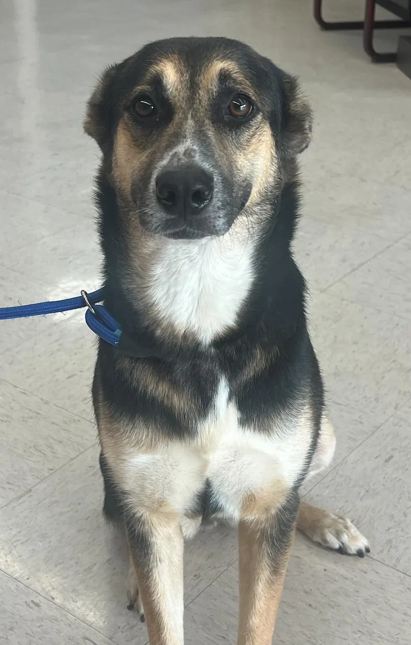 A young medium-sized female Black German Shepherd Dog dog named Aggie for adoption in Houston, TX