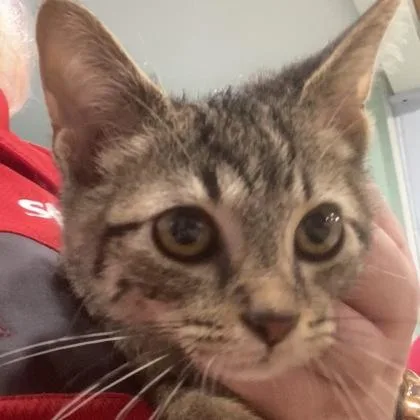 A baby small-sized female Domestic Short Hair cat named Chuckle for adoption in Cincinnati, OH