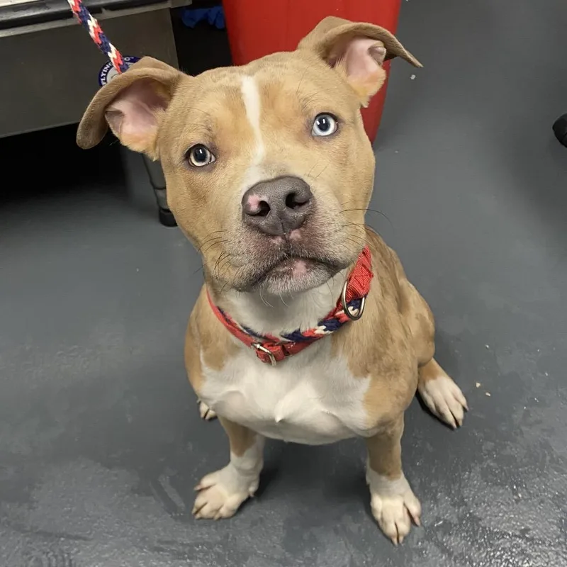 A young medium-sized male Yellow / Tan / Blond / Fawn Mixed Breed dog named Freddy Fazbear for adoption in Allentown, PA