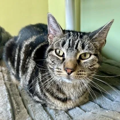 An adult medium-sized female Domestic Short Hair cat named Cuddles for adoption in East Montpelier, VT