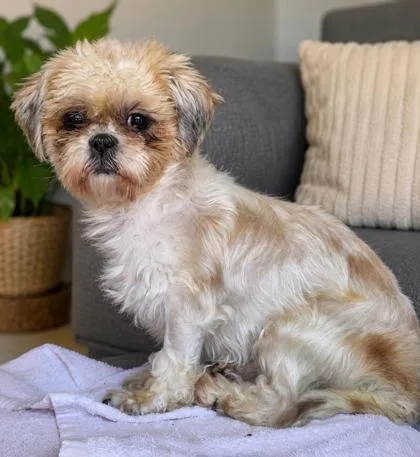 An adult small-sized female Shih Tzu dog named Dianna for adoption in Malvern, PA