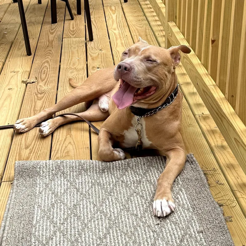Ranger thumbnail 3