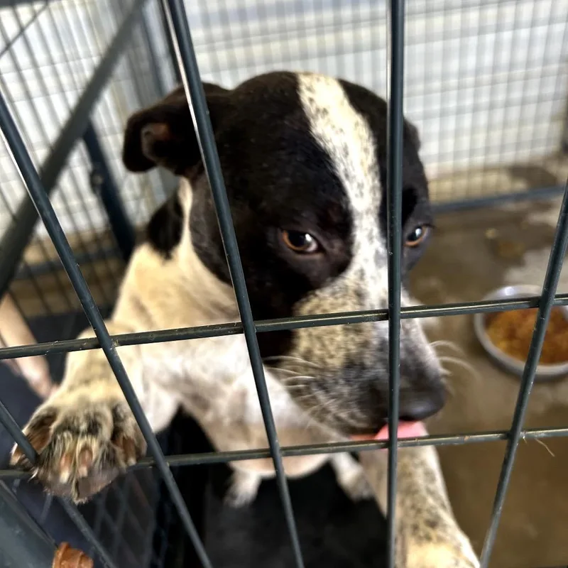 An adult medium-sized male White / Cream Australian Cattle Dog / Blue Heeler dog named Chance for adoption in Dillon, SC