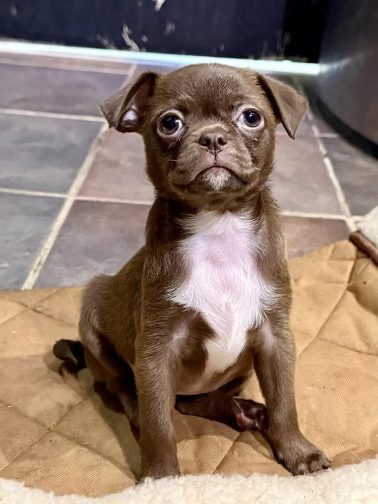 A baby small-sized female Pug dog named Barly for adoption in TUCSON, AZ