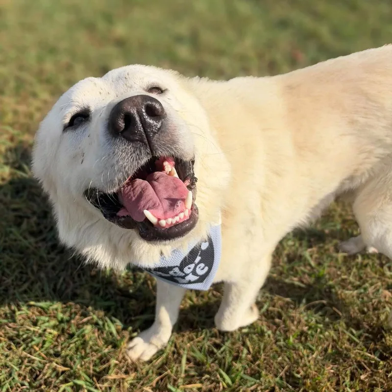A young large-sized male Great Pyrenees dog named Theodore for adoption in Lebanon, TN