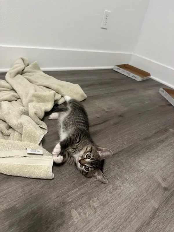 A baby medium-sized male Domestic Short Hair cat named Sulo for adoption in Bonsall, CA