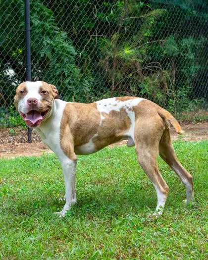 An adult medium-sized male Mixed Breed dog named Frontier for adoption in Chamblee, GA