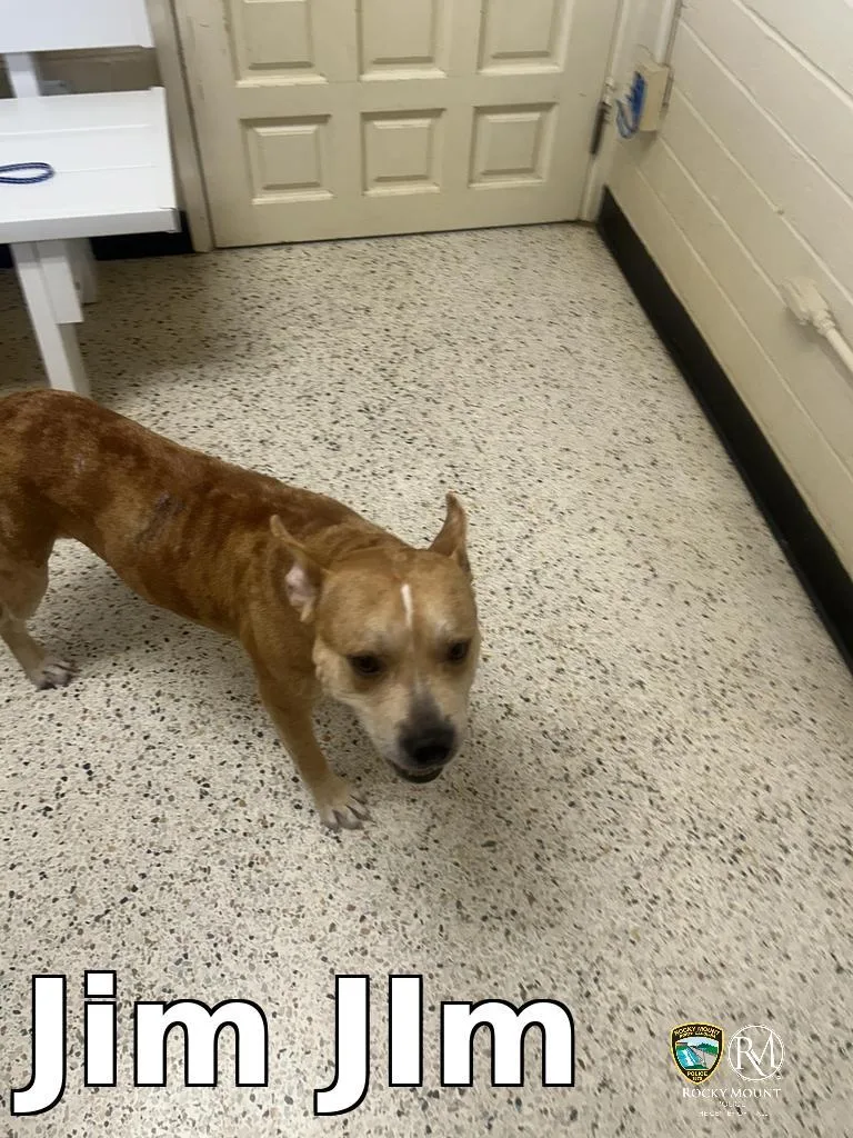 An adult medium-sized male Pit Bull Terrier dog named Jim JIm for adoption in Rocky Mount, NC
