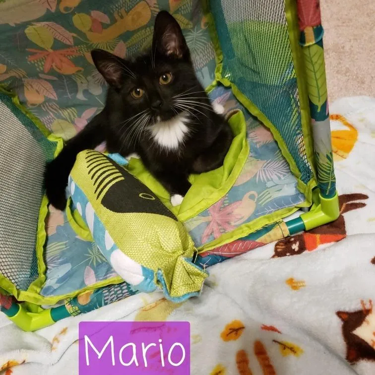A baby small-sized male Black Domestic Short Hair cat named Mario for adoption in Carmel, IN