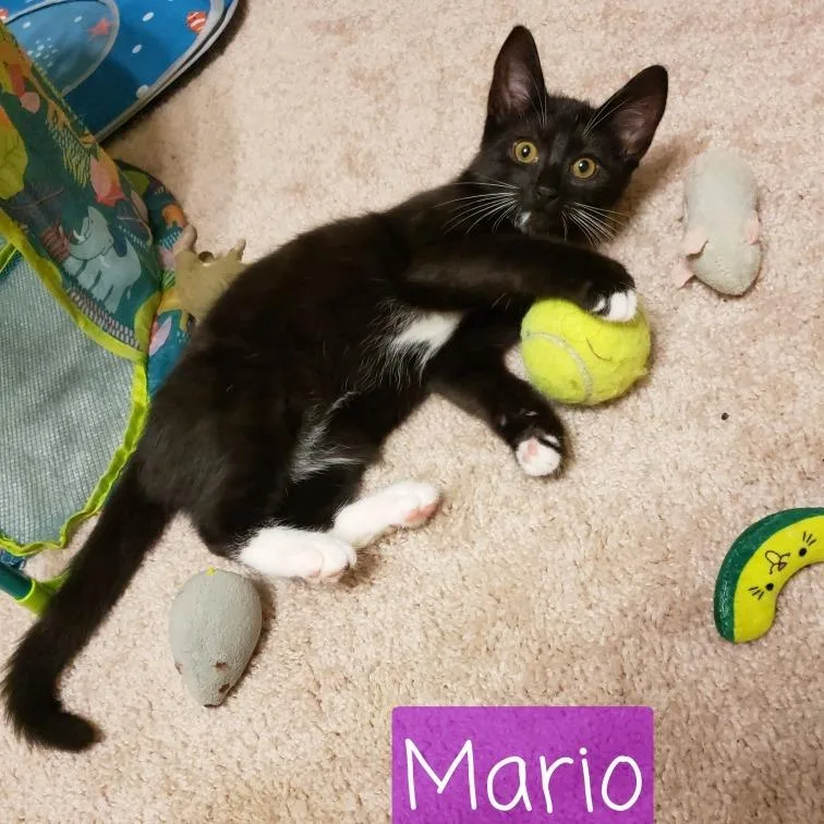 Mario thumbnail 2